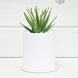 楽天市場 多肉植物 ハオルチア 花 ガーデン Diy の通販