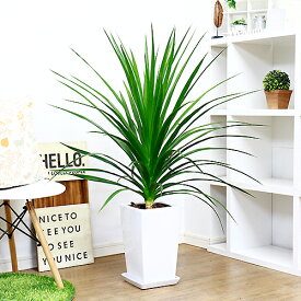 楽天市場 ドラセナ カンボジアーナの通販