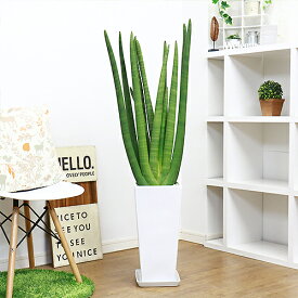 楽天市場 サンセベリア キリンドリカの通販