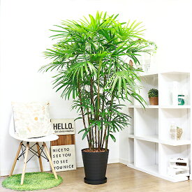楽天市場 観葉植物 種類 植物 シュロチク 花 観葉植物 花 ガーデン Diy の通販 楽天市場 観葉植物 種類 植物 シュロチク 花 観葉植物 花 ガーデン Diy の通販