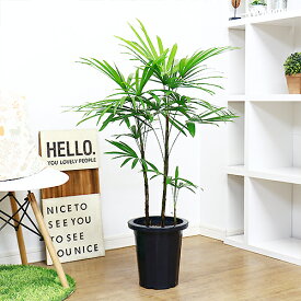 楽天市場 観葉植物 種類 植物 シュロチク 花 観葉植物 花 ガーデン Diy の通販 楽天市場 観葉植物 種類 植物 シュロチク 花 観葉植物 花 ガーデン Diy の通販