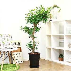 観葉植物 10号 ガジュマルの人気商品 通販 価格比較 価格 Com