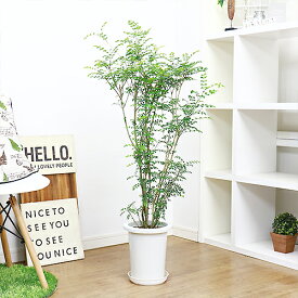 楽天市場 ベランダ 目隠し 花 観葉植物 花 ガーデン Diy の通販