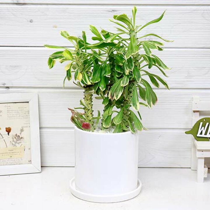 楽天市場 写真の現品お届け 大株 多肉植物 ユーフォルビア モナデニウム リチェイ 錦 H36cm 陶器鉢 白 管理説明書 受皿付き 肥料小袋プレゼント 観葉植物 芋虫のような 珍奇植物 モナデニウム リチェイ 多肉 斑入り マニアック ボリューム満点 個性的な植物 テーブル