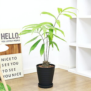 観葉植物 ザミアの人気商品 通販 価格比較 価格 Com