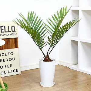 観葉植物 ザミアの人気商品 通販 価格比較 価格 Com