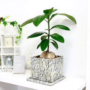 観葉植物 アジアの人気商品 通販 価格比較 価格 Com