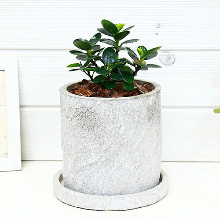 楽天市場 数量限定販売 観葉植物 希少種 コパンダガジュマル セメントポット鉢 管理説明書 受皿付 肥料小袋プレゼント フィカス インテリア ギフト 厳選品 パンダガジュマル ドワーフ がじゅまる 矮性 多幸の木 精霊 自然樹形 マルバガジュマル 風水 キムジナー 楽天市場 数量限定販売 観葉植物 希少種 コパンダガジュマル セメントポット鉢 管理説明書 受皿付 肥料小袋プレゼント フィカス インテリア ギフト 厳選品 パンダガジュマル ドワーフ がじゅまる 矮性 多幸の木 精霊 自然樹形 マルバガジュマル 風水 キムジナー