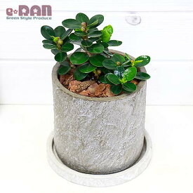 【数量限定販売】観葉植物 希少種 コパンダガジュマル セメントポット鉢 管理説明書 受皿付 肥料小袋プレゼント【フィカス ギフト 厳選品 パンダガジュマル ドワーフ 矮性 多幸の木 精霊 自然樹形 マルバガジュマル 風水 キムジナー 小さい 我樹丸】