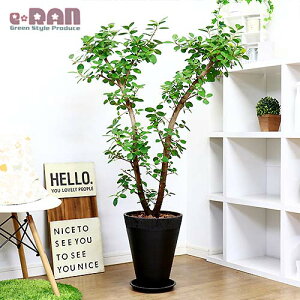 観葉植物 パンダガジュマルの人気商品 通販 価格比較 価格 Com