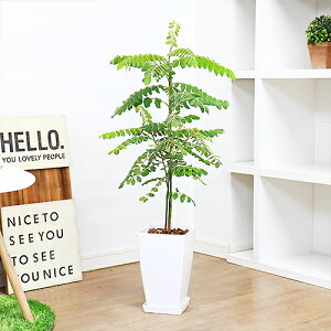 玄関 鉢植え 木の人気商品 通販 価格比較 価格 Com