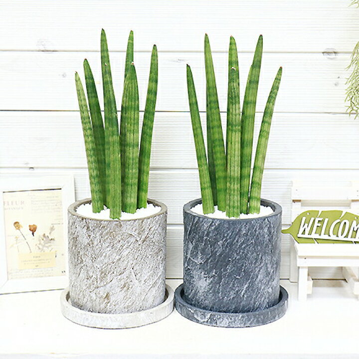 楽天市場 数量限定販売 多肉植物 サンスベリア スタッキー H40cm前後 セメントポット 選べる鉢色 ネイビー アイボリー 管理説明書 受皿付き 肥料小袋プレゼント サンセベリア シリンドリカ 細い葉 育てやすい 観葉植物 小さい インテリアグリーン テーブルサイズ