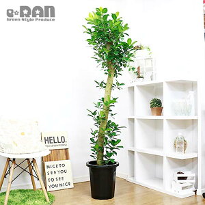 観葉植物 大型の人気商品 通販 価格比較 価格 Com