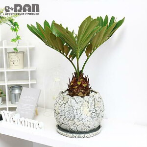 観葉植物 ザミアの人気商品 通販 価格比較 価格 Com