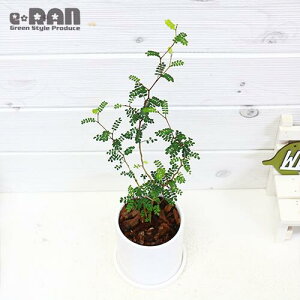 観葉植物 細いの人気商品 通販 価格比較 価格 Com