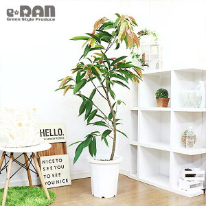 観葉植物 アジアの人気商品 通販 価格比較 価格 Com 観葉植物 アジアの人気商品 通販 価格比較 価格 Com