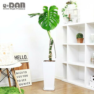 観葉植物 モンステラ デリキオーサの人気商品 通販 価格比較 価格 Com