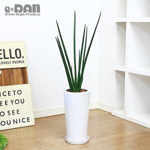 観葉植物 細いの人気商品 通販 価格比較 価格 Com