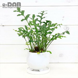 観葉植物 シダ植物の人気商品 通販 価格比較 価格 Com