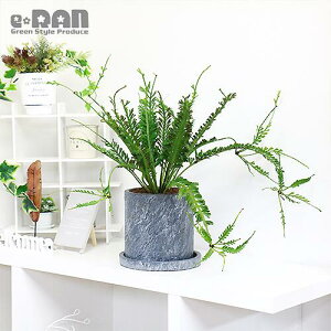 観葉植物 シダ植物の人気商品 通販 価格比較 価格 Com