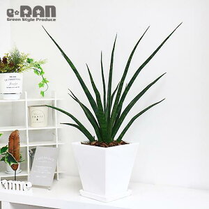 観葉植物 細いの人気商品 通販 価格比較 価格 Com