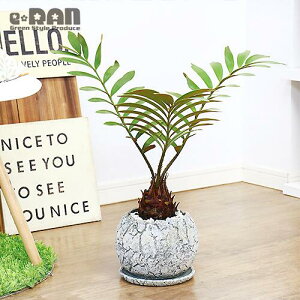 観葉植物 ザミアの人気商品 通販 価格比較 価格 Com