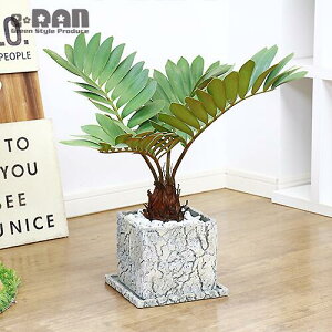 観葉植物 ザミア 観葉植物の人気商品 通販 価格比較 価格 Com