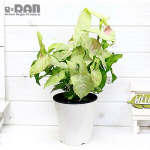 シンゴニウム 観葉植物の人気商品 通販 価格比較 価格 Com シンゴニウム 観葉植物の人気商品 通販 価格比較 価格 Com
