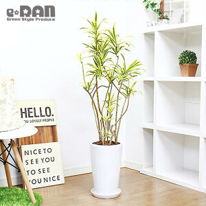 黄色 花 木 観葉植物の人気商品 通販 価格比較 価格 Com