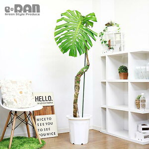 観葉植物 モンステラ 幹上がり Diy 工具の人気商品 通販 価格比較 価格 Com