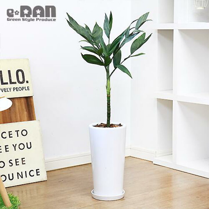 楽天市場 写真の現品お届け 観葉植物 希少個体 ヤシ チャメドレア メタリカ H80cm 陶器鉢 白 管理説明書 受皿付き 肥料小袋プレゼント 育てやすい 成長遅い ヤシの木 小型のヤシ 耐寒性 耐陰性 カマエドレア テネラ ヒメテーブルヤシ テネラヤシ Chamaedorea