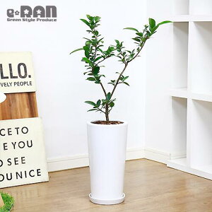 観葉植物 風水の人気商品 通販 価格比較 価格 Com