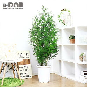 観葉植物 中型の人気商品 通販 価格比較 価格 Com