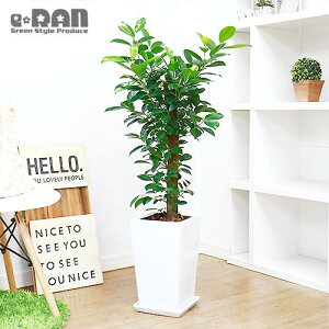観葉植物 シンボルツリーの人気商品 通販 価格比較 価格 Com
