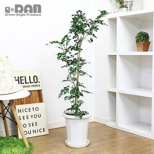 シルクジャスミン 花の人気商品 通販 価格比較 価格 Com