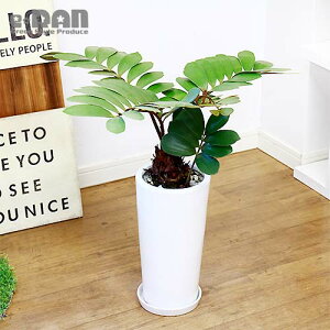 鉢植え 石の人気商品 通販 価格比較 価格 Com