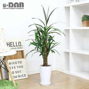 鉢 青 観葉植物の人気商品 通販 価格比較 価格 Com