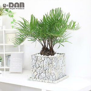 観葉植物 ザミアの人気商品 通販 価格比較 価格 Com