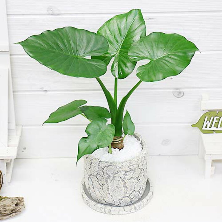 楽天市場 観葉植物 現品 縁起の良い子持ち クワズイモ H40cm クラックセメントポット鉢仕立 人気のインテリア 縁起の良い人気の子持ち くわずいも アロカシア ハート形の葉 出世芋 トトロの傘 送料無料 観葉のまち指宿 観葉植物の専門店e Ran