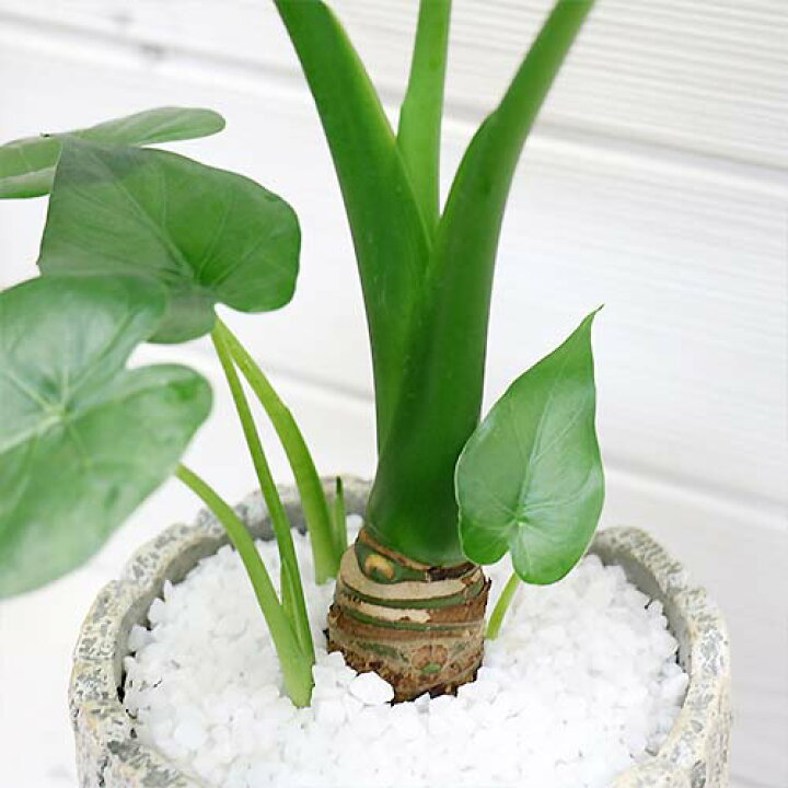楽天市場 観葉植物 現品 縁起の良い子持ち クワズイモ H40cm クラックセメントポット鉢仕立 人気のインテリア 縁起の良い人気の子持ち くわずいも アロカシア ハート形の葉 出世芋 トトロの傘 送料無料 観葉のまち指宿 観葉植物の専門店e Ran