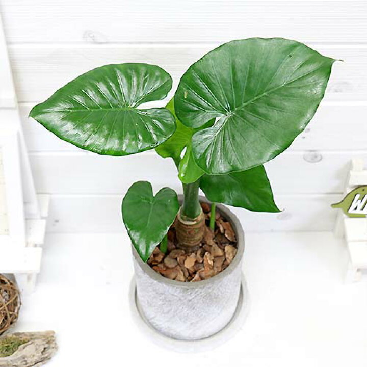 楽天市場 観葉植物 現品 縁起の良い子持ち クワズイモ H45cm クラックセメントポット鉢仕立 人気のインテリア 縁起の良い人気の子持ち くわずいも アロカシア ハート形の葉 出世芋 トトロの傘 送料無料 観葉のまち指宿 観葉植物の専門店e Ran