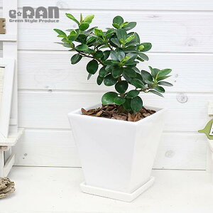 観葉植物 小さい 葉の人気商品 通販 価格比較 価格 Com