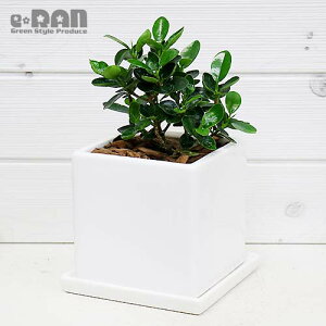 観葉植物 小さい 葉の人気商品 通販 価格比較 価格 Com