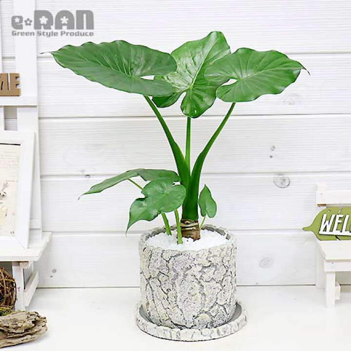 楽天市場 観葉植物 現品 縁起の良い子持ち クワズイモ H40cm クラックセメントポット鉢仕立 人気のインテリア 縁起の良い人気の子持ち くわずいも アロカシア ハート形の葉 出世芋 トトロの傘 送料無料 観葉のまち指宿 観葉植物の専門店e Ran