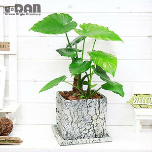 観葉植物 風水の人気商品 通販 価格比較 価格 Com 観葉植物 風水の人気商品 通販 価格比較 価格 Com