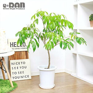 観葉植物 種の人気商品 通販 価格比較 価格 Com