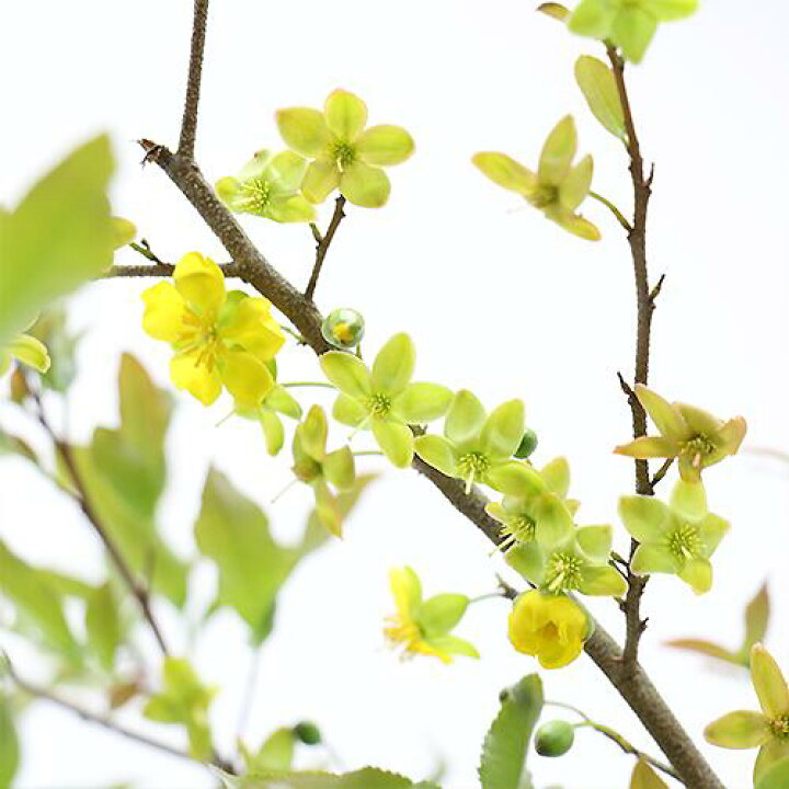 ジャカランダ 苗 カズラ科 植物 花木 花言葉は 限定品 日本最大級 花言葉は ジャカランダ 苗 カズラ科 植物 花木 花言葉は 限定品 日本最大級 花言葉は