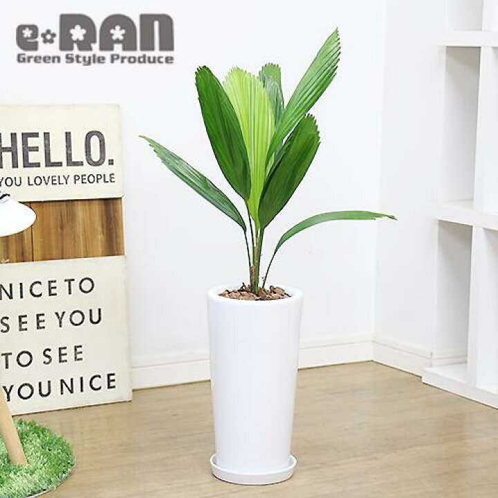 楽天市場 数量限定販売 観葉植物 ヤシの木 希少 オウギヤシ ウチワヤシ 陶器鉢 白 管理説明書 受皿付き 肥料小袋プレゼント 入手困難な植物 希少種 扇椰子 Borassus Flabellifer パルミラヤシ シュガーパーム 南国 トロピカル 珍しいヤシ 珍しい植物 おしゃれ