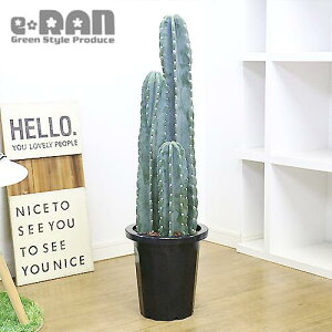 A SʊpgQ T{e 3{ 8 H120cmy萔̔izǗ Mt 엿܃v[gyϗtA dgz  gQiV T{e LJN Cereus hildmannianu