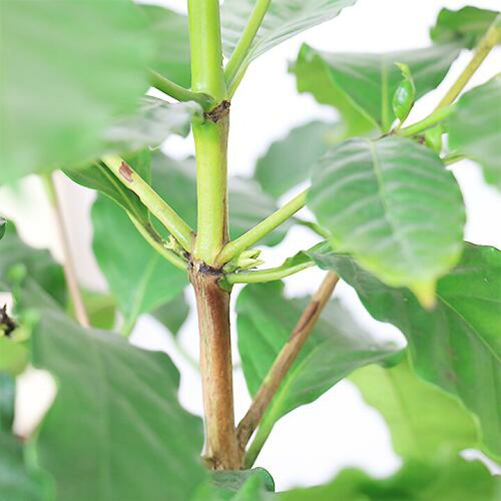 楽天市場 写真の商品お届け 実付きの良い 優良個体 花芽付き コーヒーの木 8号鉢仕立 H114cm アラビカ種 アラビカコーヒーノキ 観葉植物 学名 Coffea Arabica スタイリッシュ ガーデン Diy カフェ インテリア シンボルツリー 新築祝い 事務所移転祝い 開店祝い 珈琲